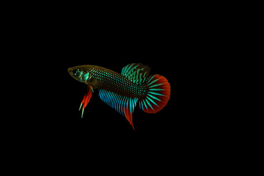 Siamese fighting fish or betta imbellis.