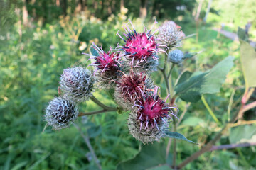 Medicinal plant burdock . Blooming burdock big