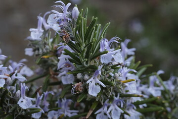 Rosmarin, blühend