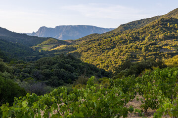 Fototapeta na wymiar Montagnes et forêt du Parc naturel régional du Haut-Languedoc depuis le hameau de Ceps à Roquebrun