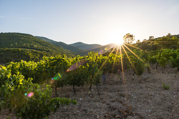 Vue au coucher du soleil du vignoble Saint-Chinian près du hameau de Ceps à Roquebrun © Ldgfr Photos