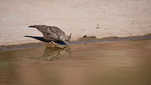Birds in freedom and in their environment