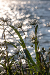 Daisies in foreground with water in background