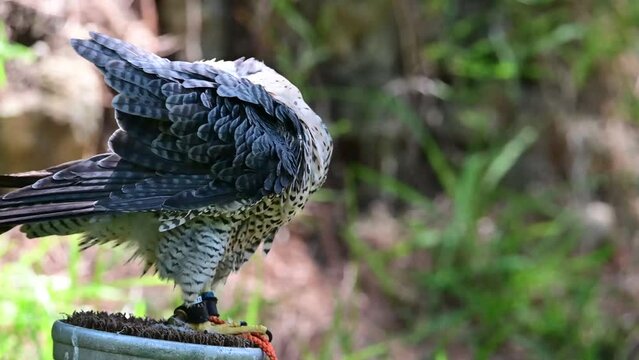 Falco biarmicus or borni falcon, barni or lanario is a species of falconiform bird in the Falconidae family