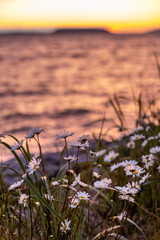 Daisies in foreground with water in background