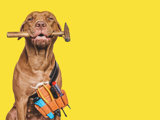 Lovable, pretty brown puppy and hand tools. Close-up, indoors. Studio photo. Congratulations for...