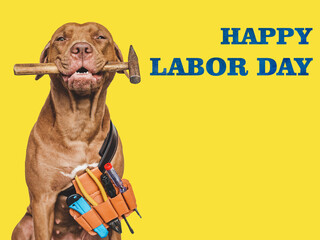 HAPPY LABOR DAY. Lovable, pretty brown puppy and hand tools. Closeup, indoors. Studio photo. Congratulations for family, relatives, loved ones, friends and colleagues. Pet care concept