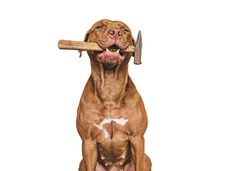 Lovable, pretty brown puppy and hand tools. Closeup, indoors. Studio photo. Congratulations for family, relatives, loved ones, friends and colleagues. Pet care concept