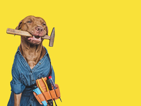 Lovable, pretty brown puppy and hand tools. Close-up, indoors. Studio photo. Congratulations for family, relatives, loved ones, friends and colleagues. Pet care concept