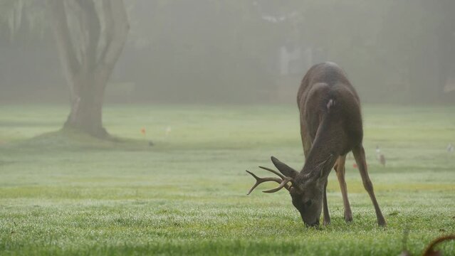 Wild male deer with antlers or horns grazing on green lawn. Fallow, red or mule deer animal on grass, buck or stag. Monterey wildlife, California nature, USA. Herbivore hoofed mammal eating or feeding