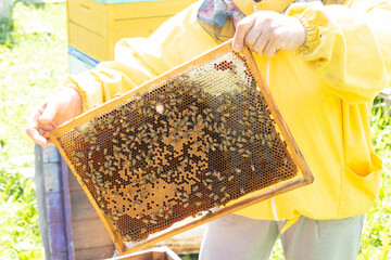 Apiary with beehives in the summer in a clearing..Beekeeper and beekeeping.