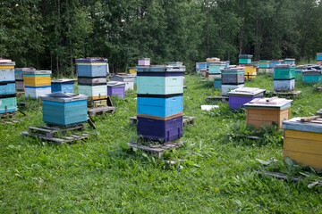 Apiary with beehives in the summer in a clearing..Beekeeper and beekeeping.