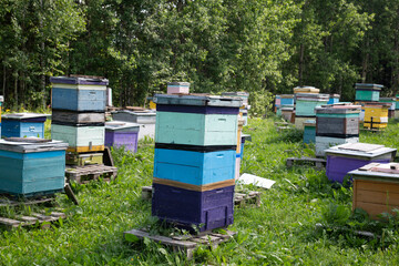 Apiary with beehives in the summer in a clearing..Beekeeper and beekeeping.