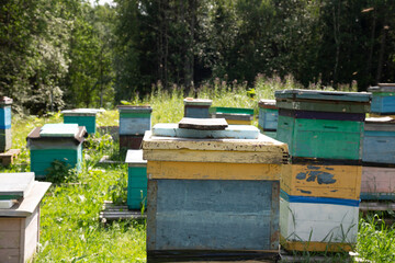 Apiary with beehives in the summer in a clearing..Beekeeper and beekeeping.