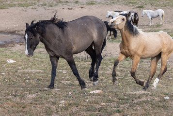 Fototapeta na wymiar Wild Horse Stallions Fighting in the Utah Desert in Spring