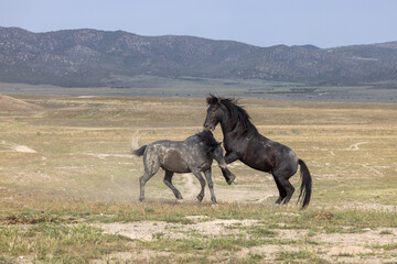 Wild Horse Stallions Fighting in the Utah Desert in Spring