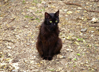 Naklejka na ściany i meble Black cat with big green eyes. Beautiful and graceful green-eyed cat in a collar for a walk. Green-eyed fluffy cat with bottomless eyes looks into the distance