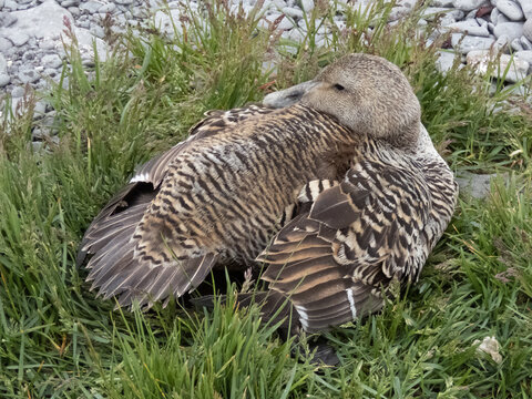 Female eider duck sitting on the grass