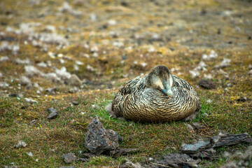 Duck hatching chicks, Longyearbyen town, Svalbard island, Norway