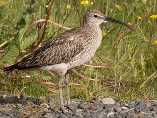 Single whimbrel standing on stony ground