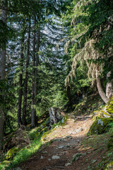 A walk in the woods