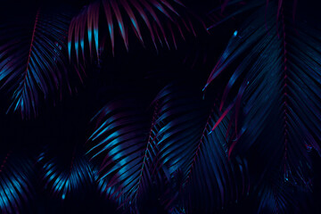 tropical palm leaf in dark toned