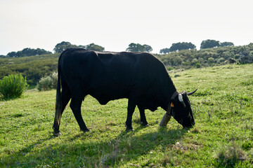 Close-up of black cow with green grazing land.
