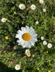 Mehrere Blüten einer Margerite (Leucanthemum) von oben