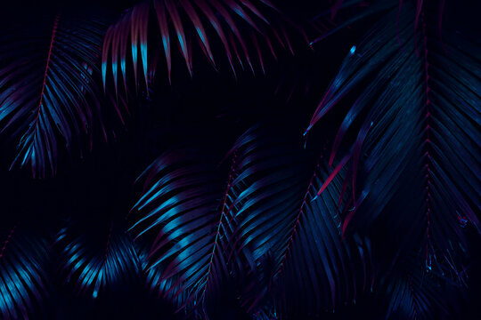 tropical palm leaf in dark toned