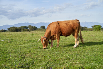 Close-up of red cow with green grazing land.