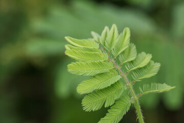 Fototapeta premium Close-up of a tree branch with young green leaves.