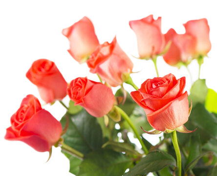 Red roses. Flowers with clipping path, side view. Beautiful red roses on stem with leaves isolated on white background. Natur object for design to Valentines Day, mothers day, anniversary