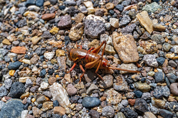 Detail of a Mormon cricket in the wild on a gravel surface