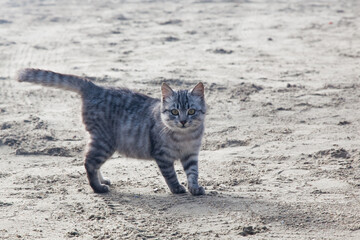 Fluffy cat in the sand.