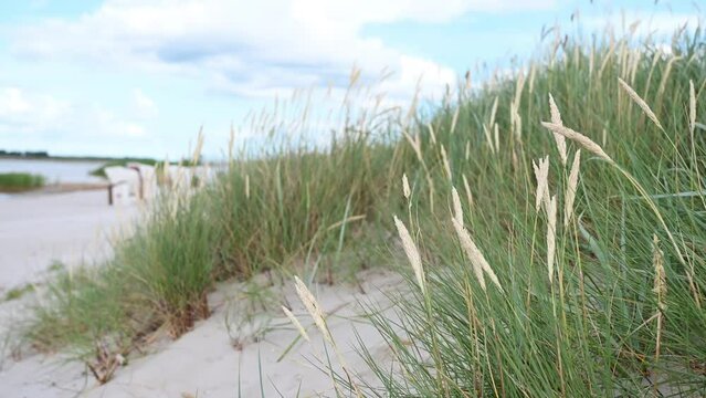 Slow motion video of dunes grass at windy weather on beach in north Germany