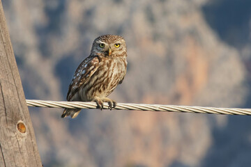 owl