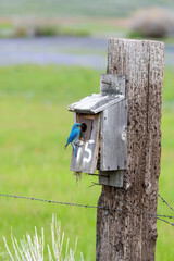 Mountain Bluebird with a grasshopper on a birdhouse