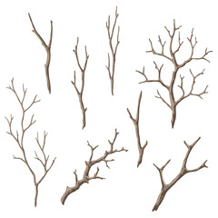 Fototapeta na wymiar Set of dry bare branches. Decorative natural twigs.