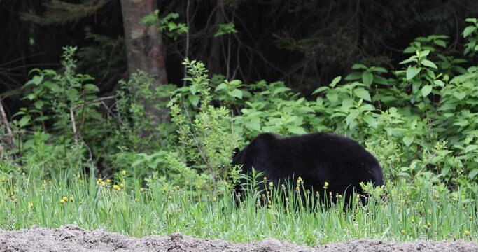 Black bear (Ursus americanus) in Glacier National Park, Canada