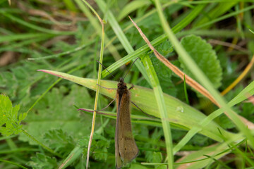 detailed closeup of a meadow brown butterfly (Maniola jurtina) resting on a grass blade