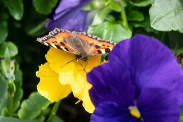 detailed close up of a Small Tortoiseshell butterfly (Aglais urticae) feeding on blue Pansies (Viola tricolor var. hortensis)