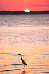 Sunset on Heron