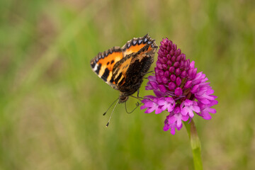 detailed close up of a Small Tortoiseshell butterfly (Aglais urticae) feeding on a pyramidal orchid (Anacamptis pyramidalis)