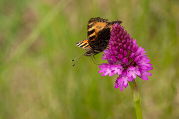 detailed close up of a Small Tortoiseshell butterfly (Aglais urticae) feeding on a pyramidal orchid (Anacamptis pyramidalis)