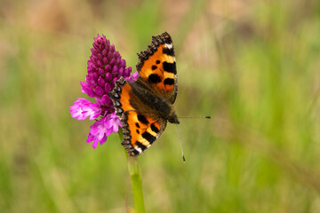 detailed close up of a Small Tortoiseshell butterfly (Aglais urticae) feeding on a pyramidal orchid (Anacamptis pyramidalis)