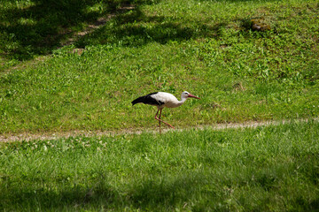 Obraz na płótnie Canvas Stork walks on the green grass