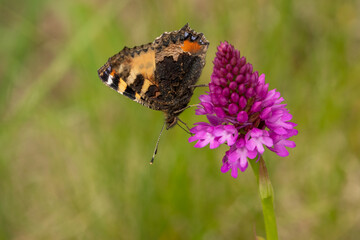 detailed close up of a Small Tortoiseshell butterfly (Aglais urticae) feeding on a pyramidal orchid (Anacamptis pyramidalis)