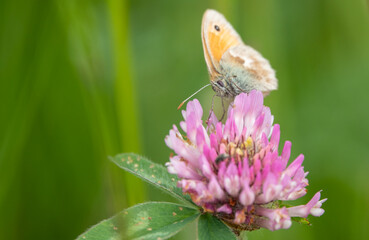 detailed closeup of a Small Heath butterfly (Coenonympha pamphilus) feeding on wild Red Clover (Trifolium pratense)