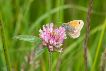 detailed closeup of a Small Heath butterfly (Coenonympha pamphilus) feeding on wild Red Clover (Trifolium pratense)
