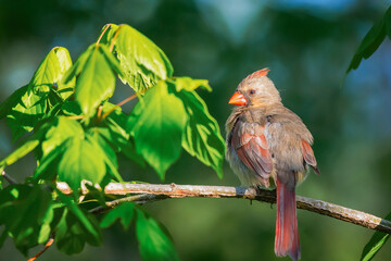 Female Northern Cardinal sitting on a tree branch.Chesapeake and Ohio Canal National Historical...